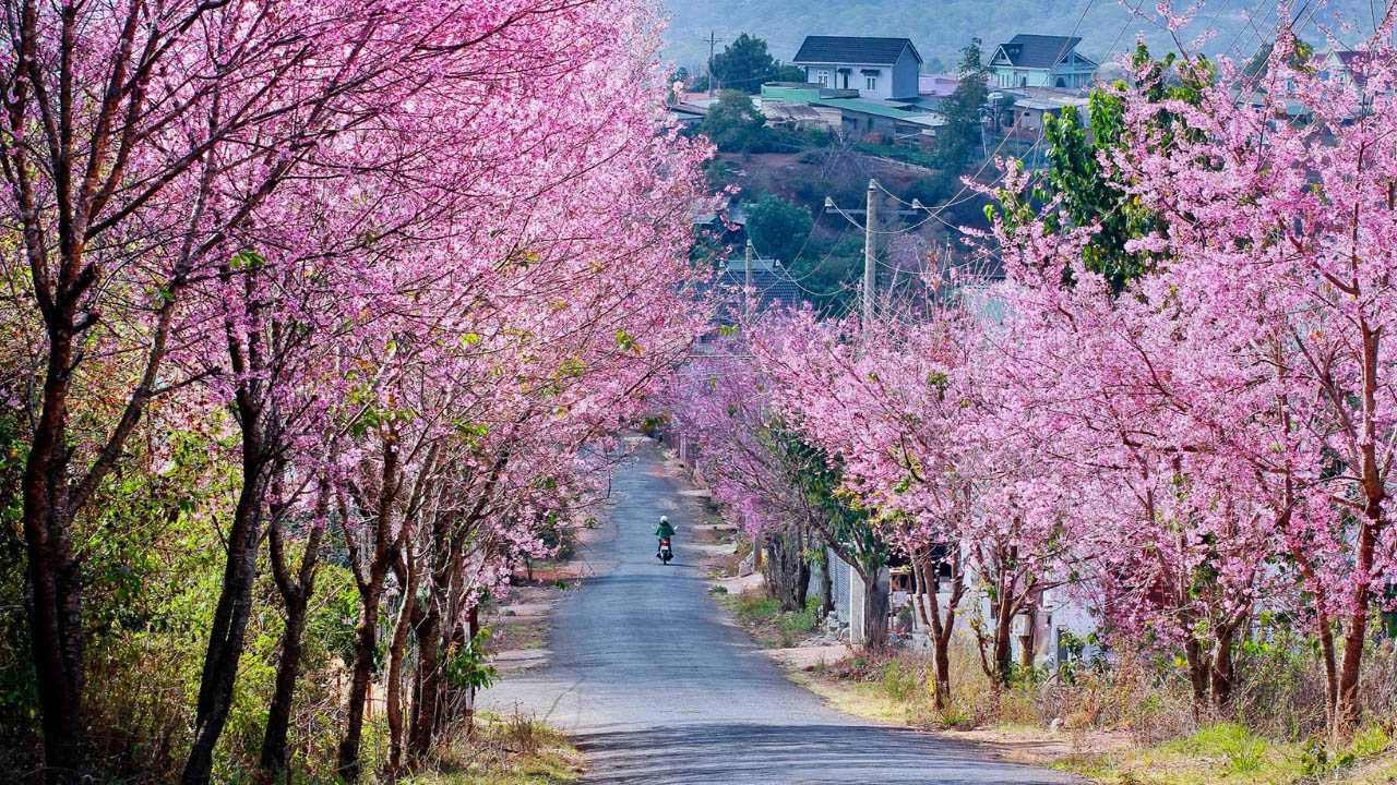 Top 5 places to see the most beautiful Mai Anh Dao flowers in Dalat in 2024